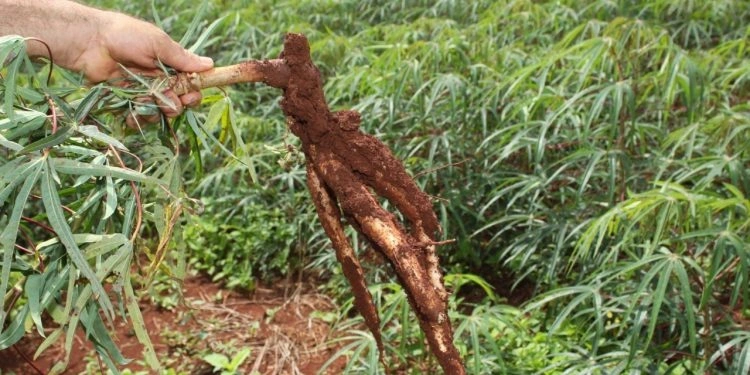 Escassez da oferta de oferta sustenta valorização da raiz
