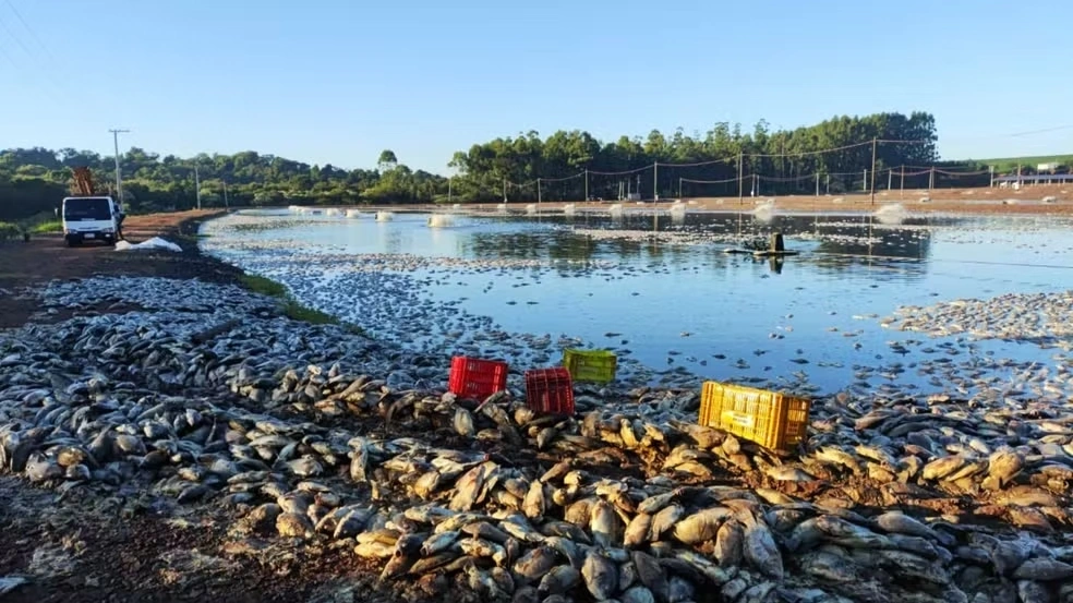 Agricultor tem prejuízo de cerca de R$ 9 milhões após queda de energia causar morte de 900 mil kg de tilápias, em Tupãssi