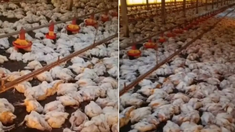 Queda de energia mata 20 mil frangos e causa prejuízo de R$ 150 mil para produtor do Oeste do Paraná