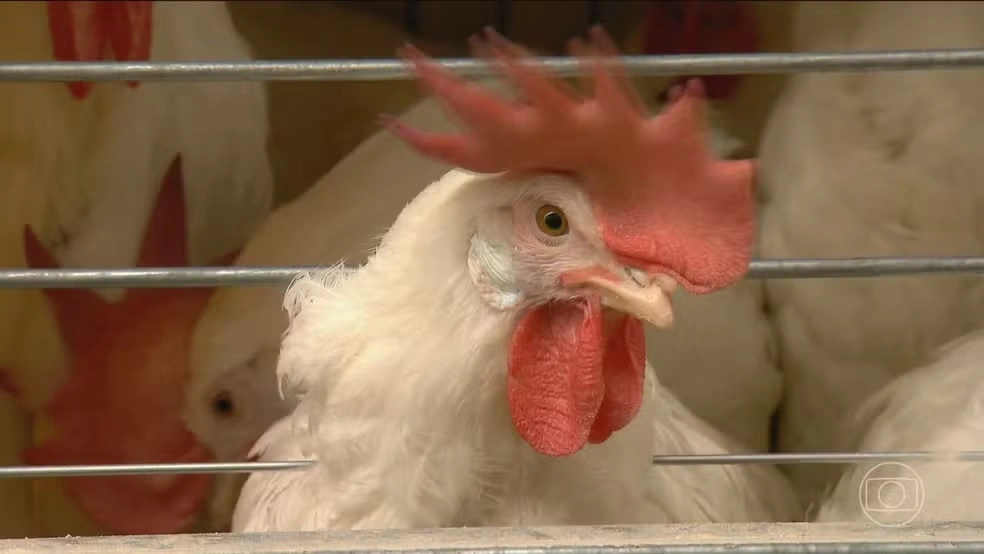 Sobe para 15 o número de aves mortas por gripe aviária no RS