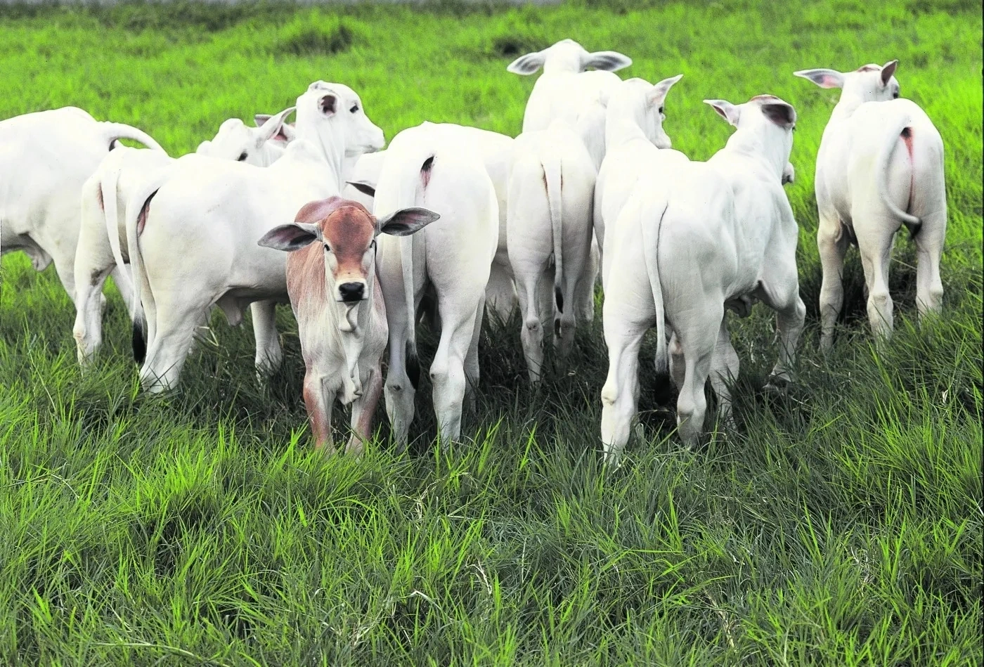 Bezerro é negociado acima de R$ 3 mil em quase todas as praças