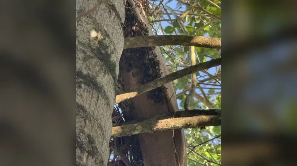 Homem de 74 anos é achado morto com mais de 100 picadas de abelha na varanda de casa em SC