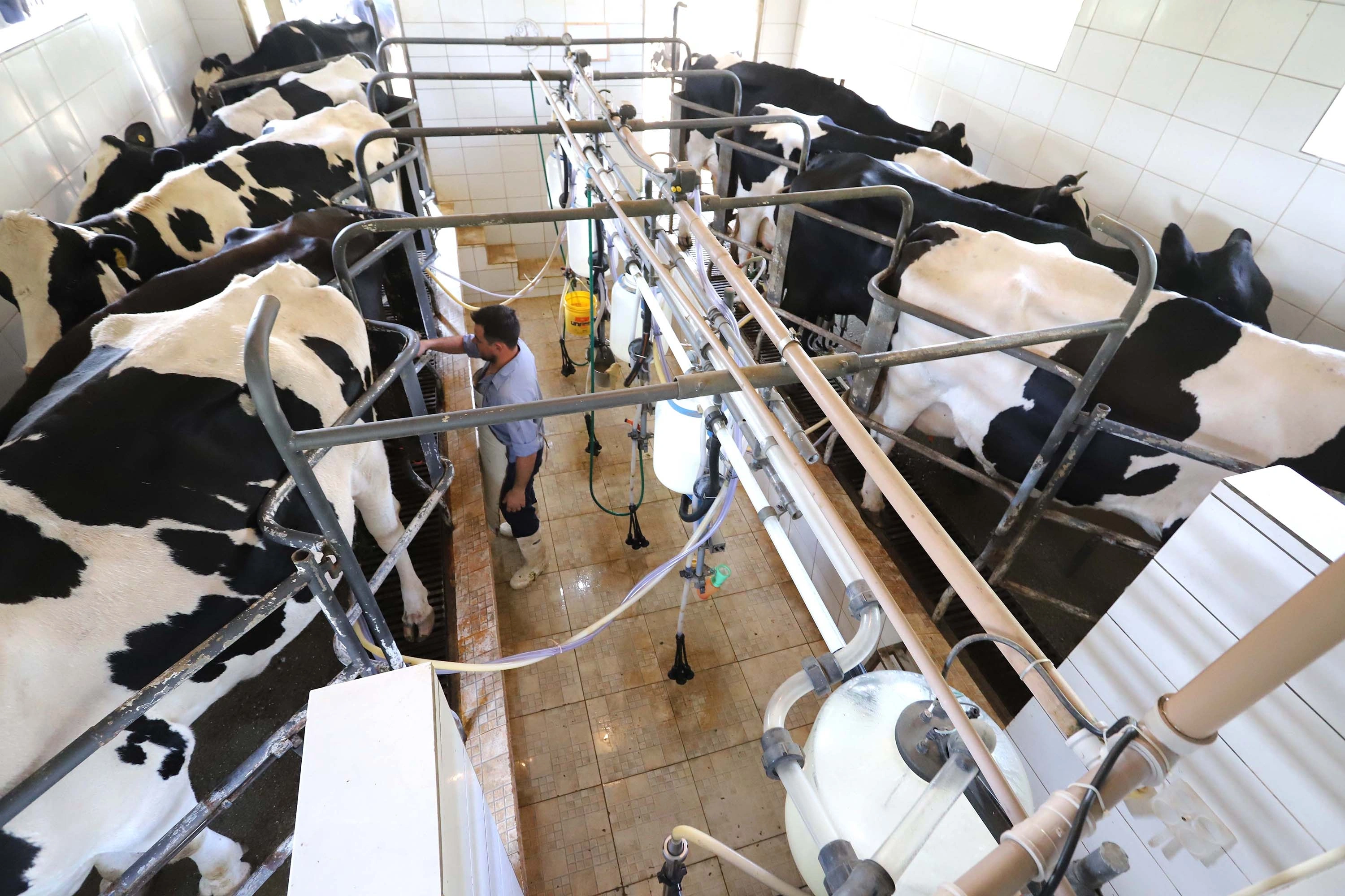 Captação de leite das maiores do setor cresceu 6,5%