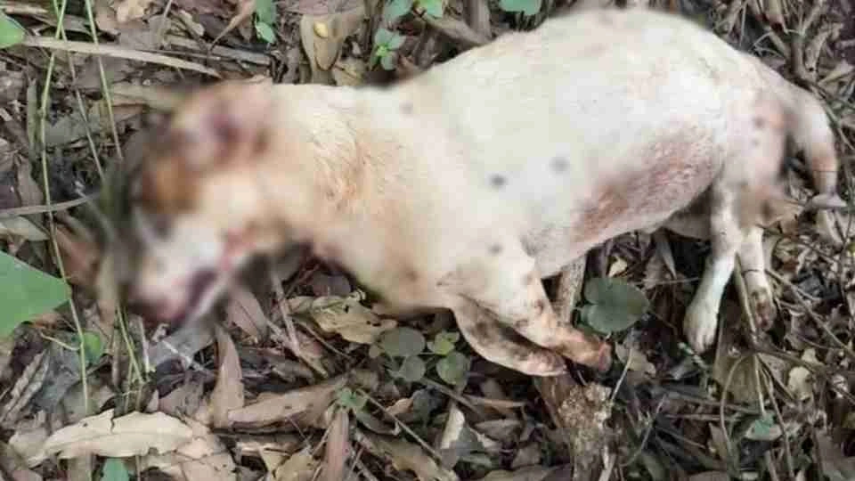 Cachorro Mancha é encontrado morto com marca de tiro em Marechal Cândido Rondon