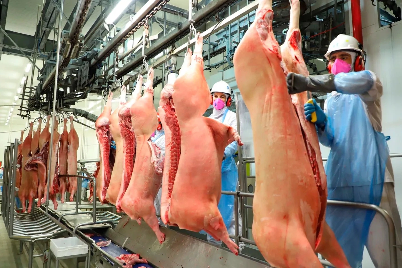 Após recorde de produção em 2025, oferta de carne suína segue crescendo em 2026